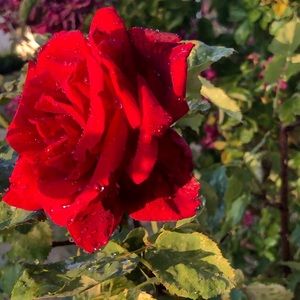 Meet your Posher, Deanna